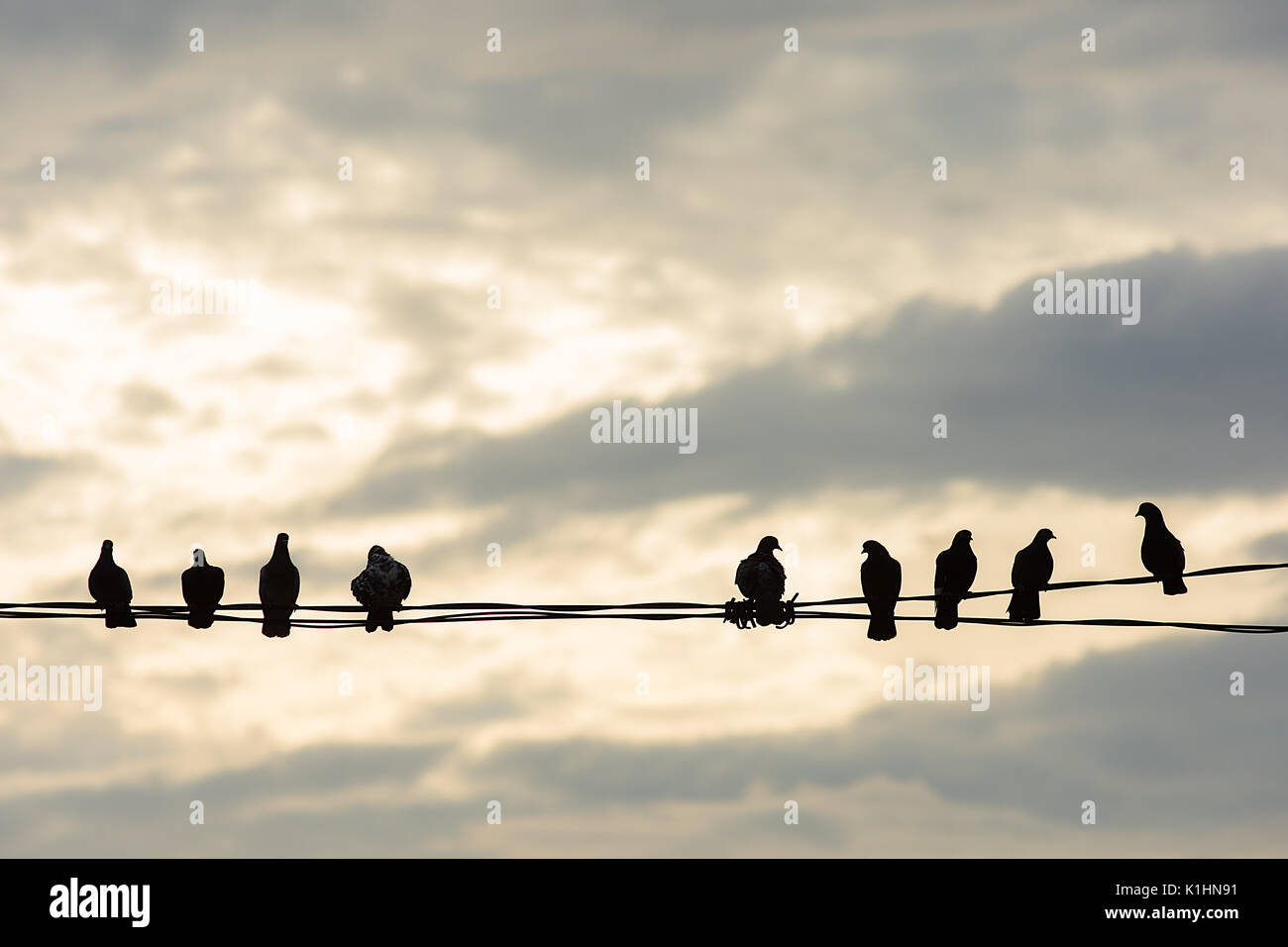 Un groupe de pigeons sauvages ville assis sur un fil téléphonique silhouetted against a cloudy sunset sky. Banque D'Images Un groupe de pigeons sauvages ville assis sur un fil téléphonique silhouetted against a cloudy sunset sky. Banque D'Images