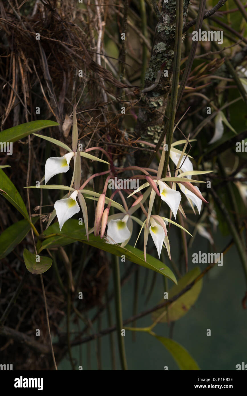 Wild Orchid Brassavola tuberculata en amont de la rivière Araguaia, rendez-vous, Brésil Banque D'Images