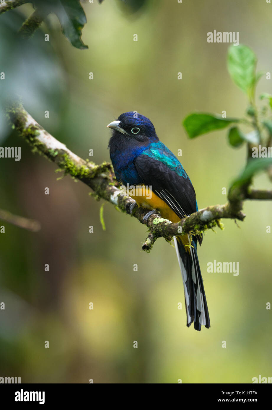 Trogon à queue blanche mâles (Trogon viridis) du Brésil SE Banque D'Images