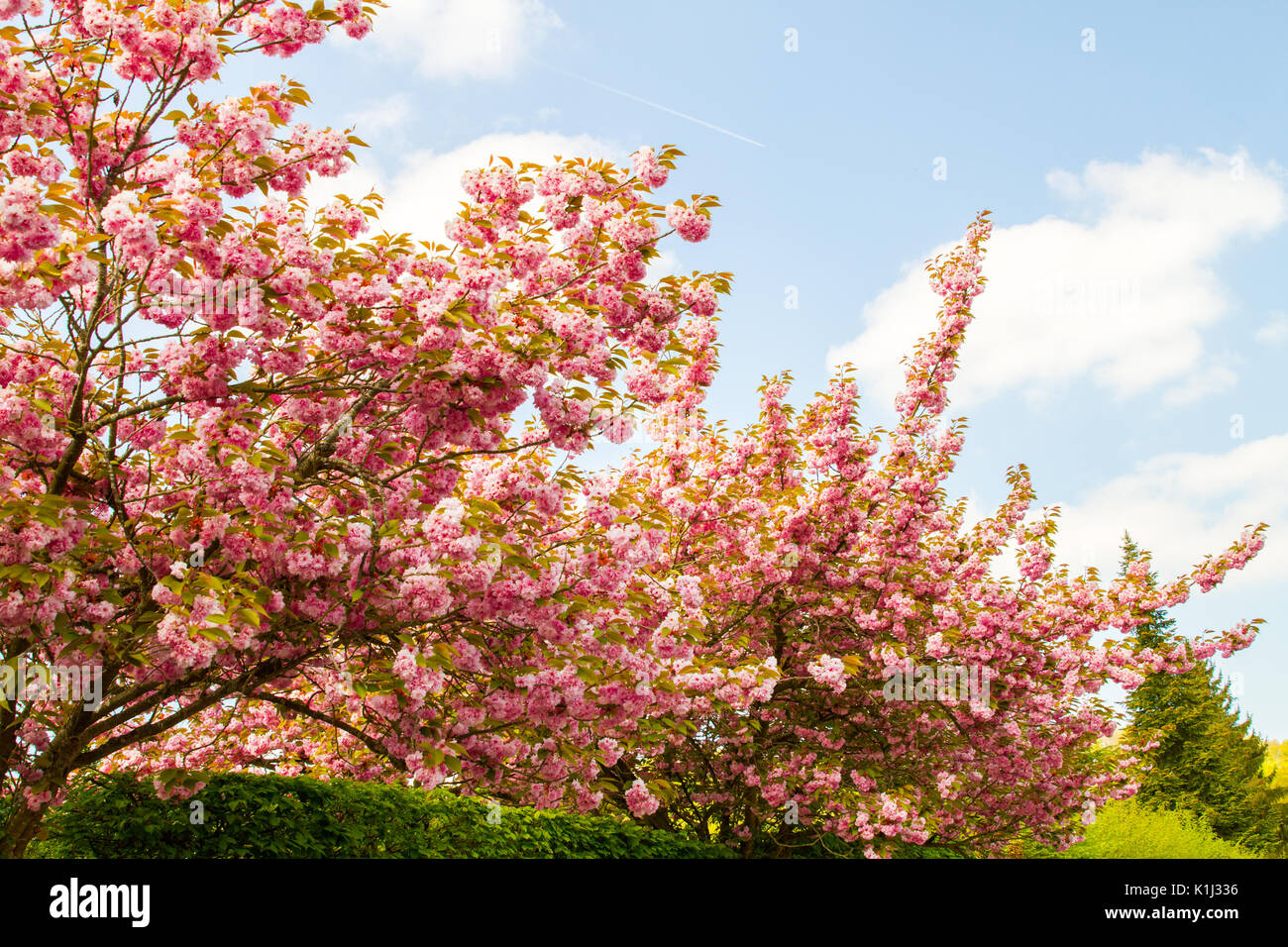 Fleurs de cerisier en fleur pleine au printemps en Normandie, France Banque D'Images