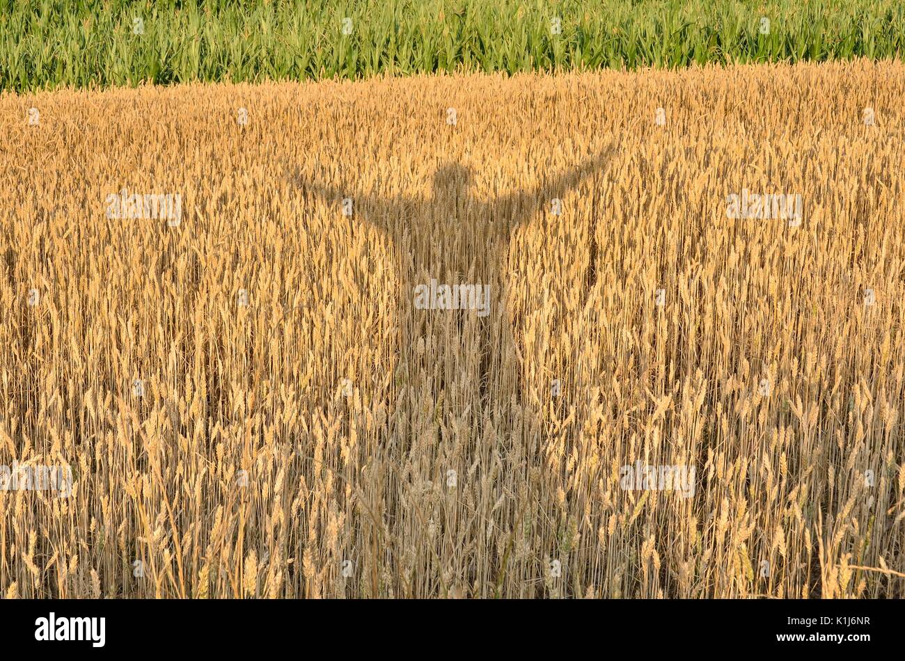 Profitant de la silhouette de récolte. Ombre d'un homme avec ses mains posées sur un champ de céréales. Banque D'Images