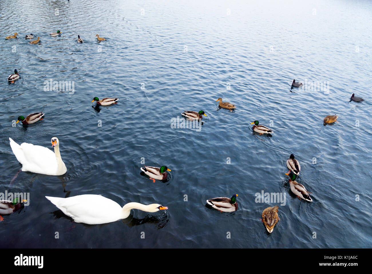 L'hiver au lac de Hallstatt tandis que les cygnes et les canards nagent dans Salzbourg Flachau Autriche. Banque D'Images
