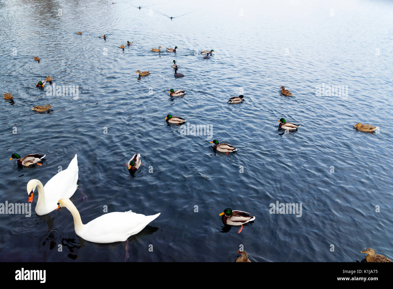 L'hiver au lac de Hallstatt tandis que les cygnes et les canards nagent dans Salzbourg Flachau Autriche. Banque D'Images