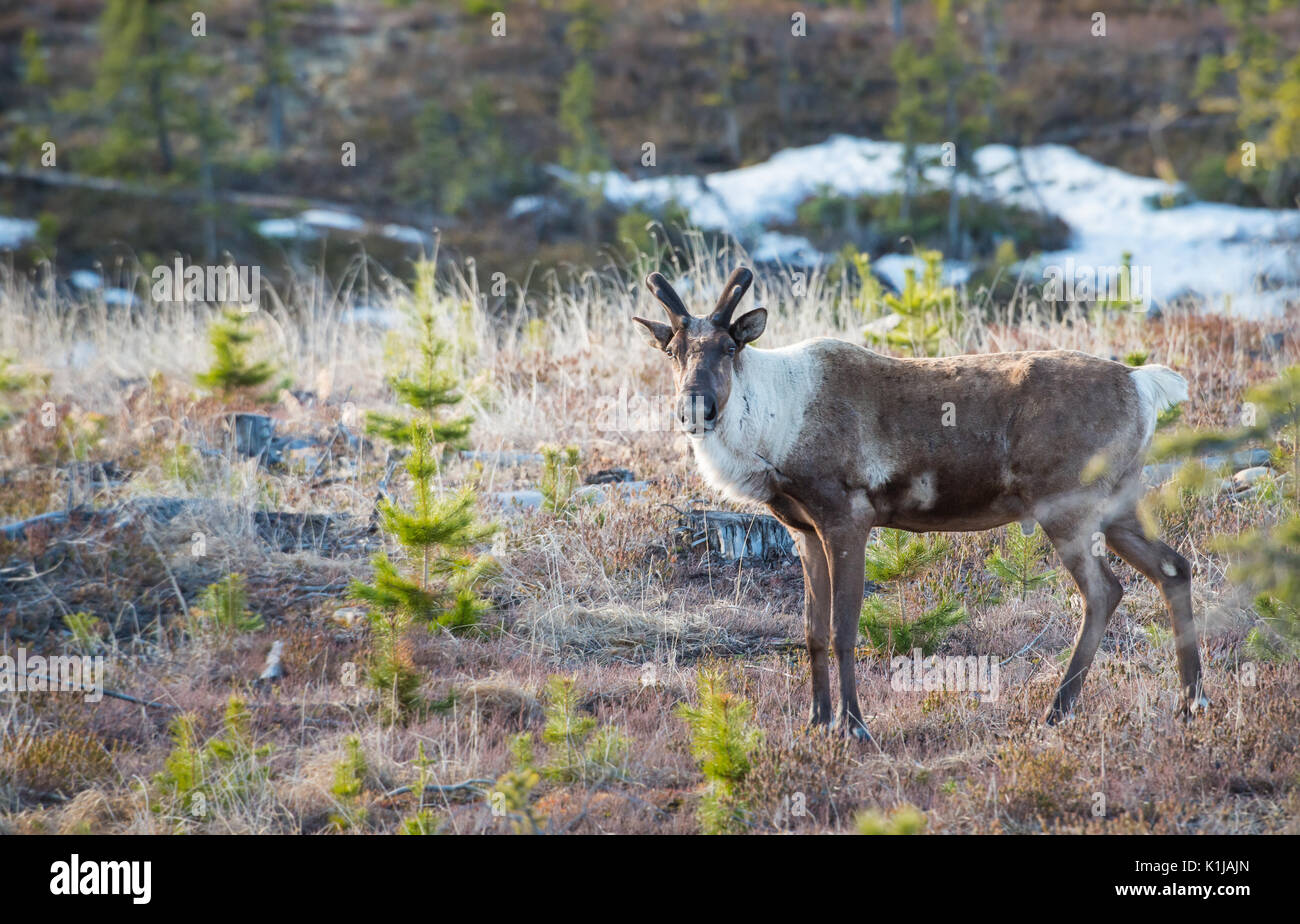 Disparition du caribou des bois dans le Nord de l'Alberta Banque D'Images