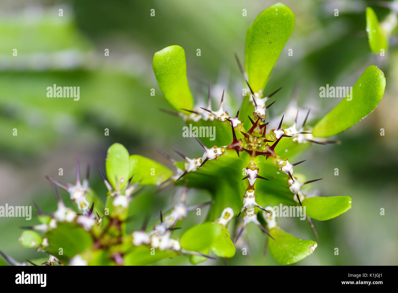 Macro d'un candélabre, cactus Euphorbia lactea, selective focus Banque D'Images