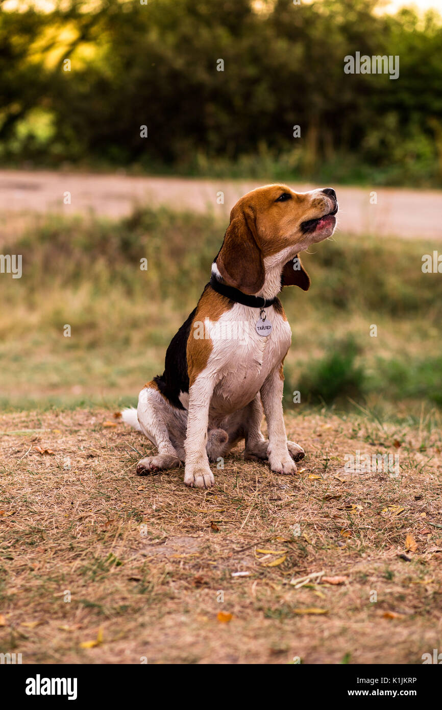 Chien Beagle, qui après la baignade dans le lac est de jouer et aboyer avec joie. Banque D'Images