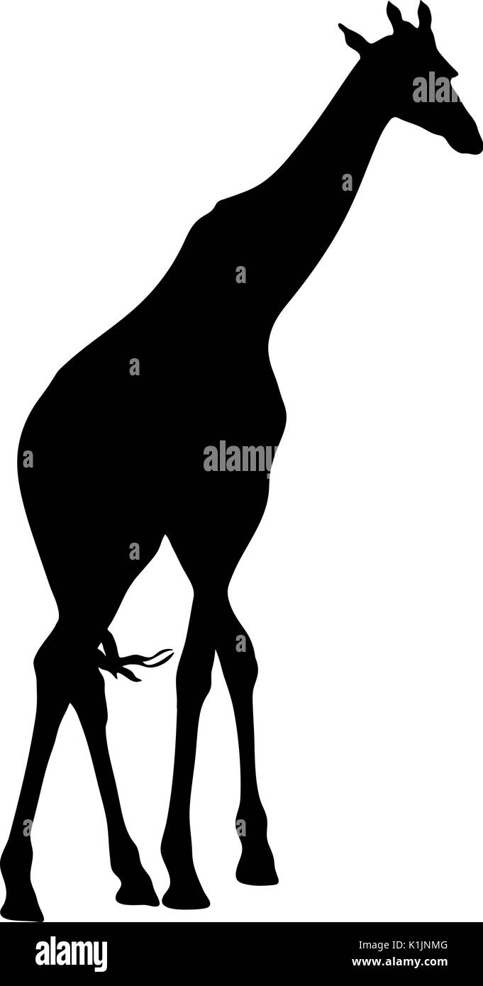 Vue sur la silhouette d'une girafe Illustration de Vecteur