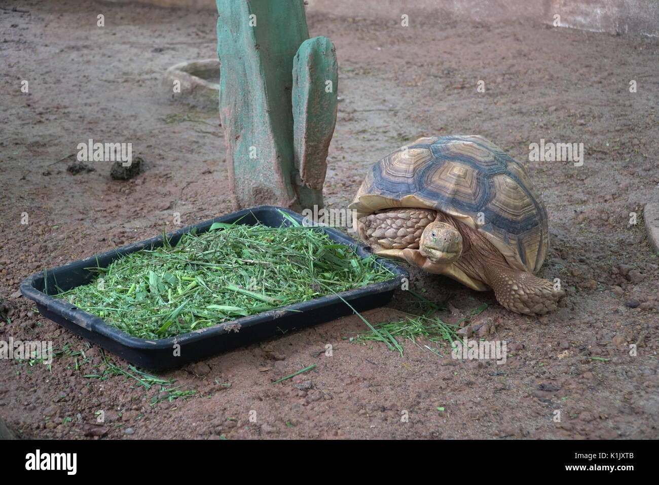 Une grosse tortue de manger des légumes frais matin gloire Banque D'Images