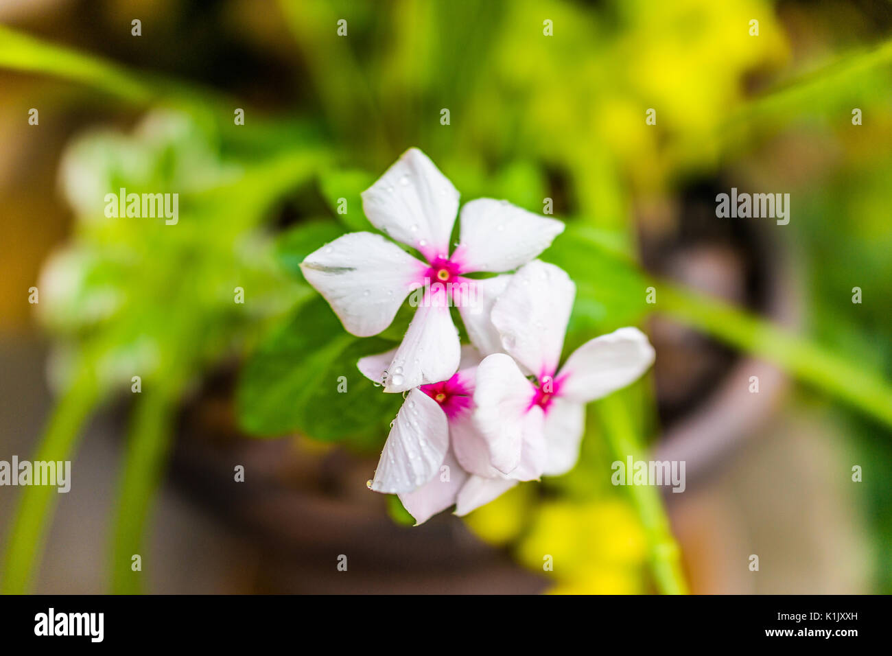 Gros plan macro de fleurs blanches vinca avec de l'eau tombe en été montrant le détail et la texture Banque D'Images