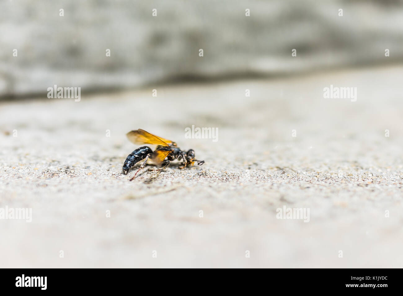 Gros plan macro de morts sur le sol wasp montrant les détails, la texture et l'arrière-plan flou Banque D'Images