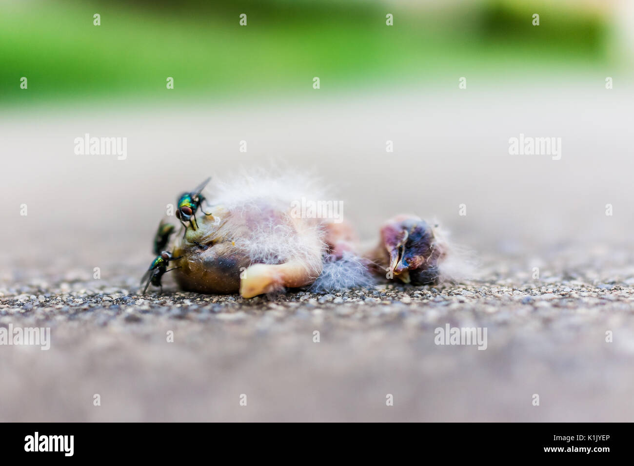 Gros plan macro de bébé mort sparrow bird chick décomposer vert avec les mouches et les fourmis de l'avaler. Banque D'Images