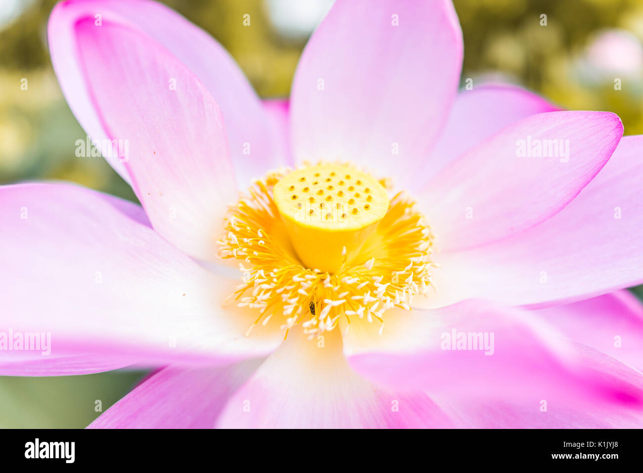 Gros plan macro de fleur de lotus rose vif avec l'intérieur de la graine jaune Banque D'Images