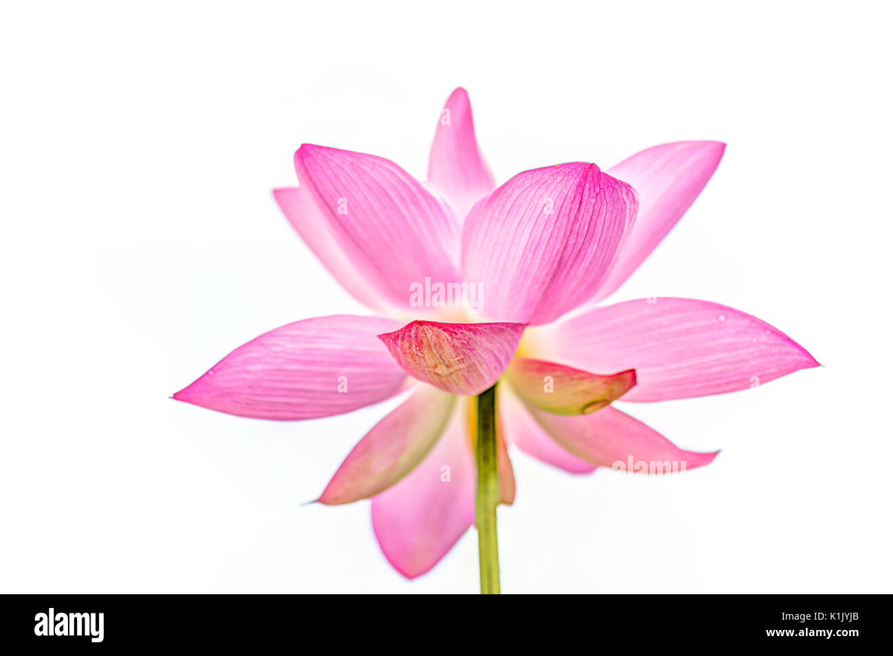Gros plan macro de lumineux isolé blanc et rose fleur de lotus against sky Banque D'Images
