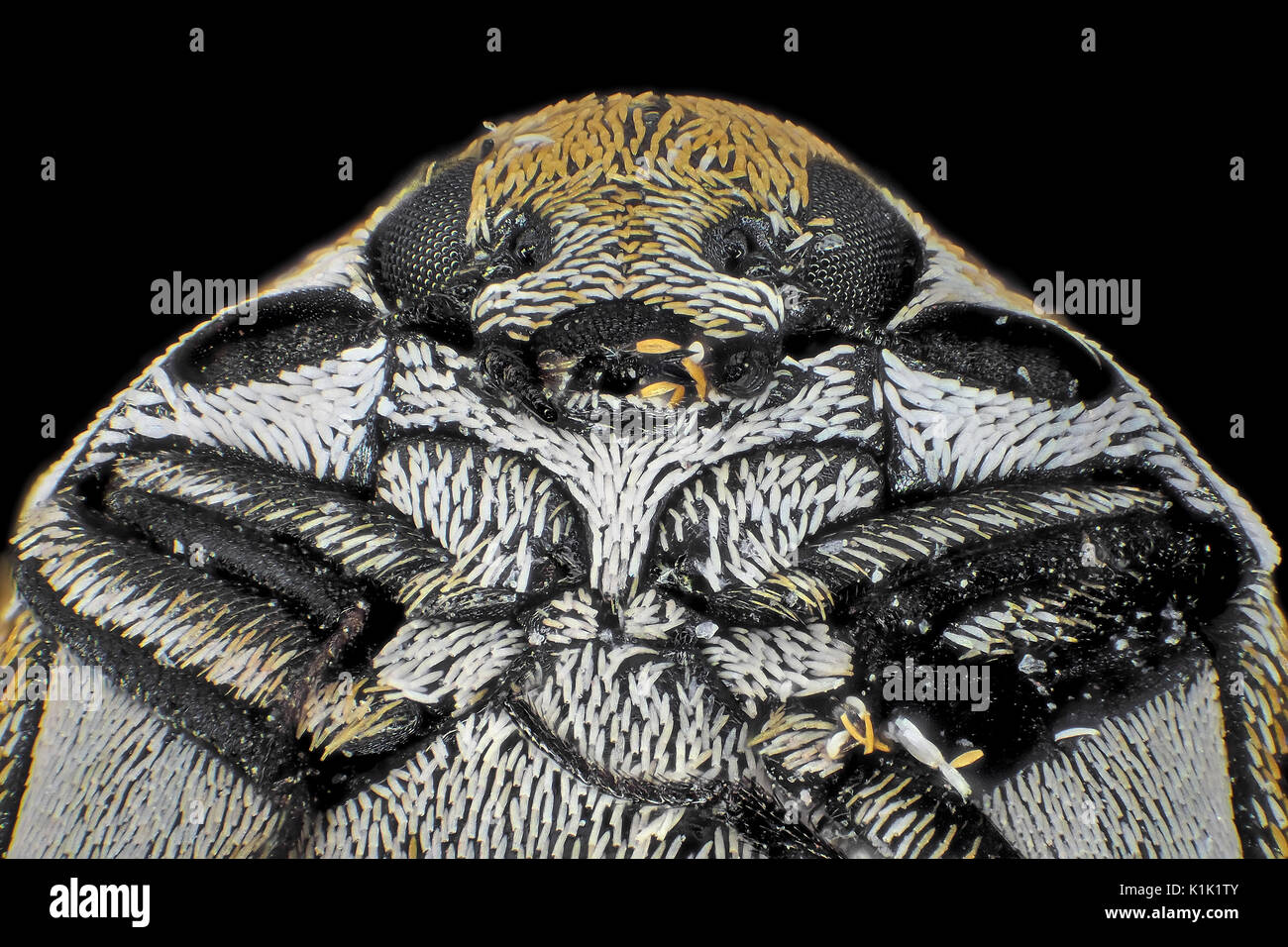 La lumière réfléchie de l'attagène micrograph varié (Anthrenus verbasci), sur la photo est d'environ 1,5 mm de large Banque D'Images