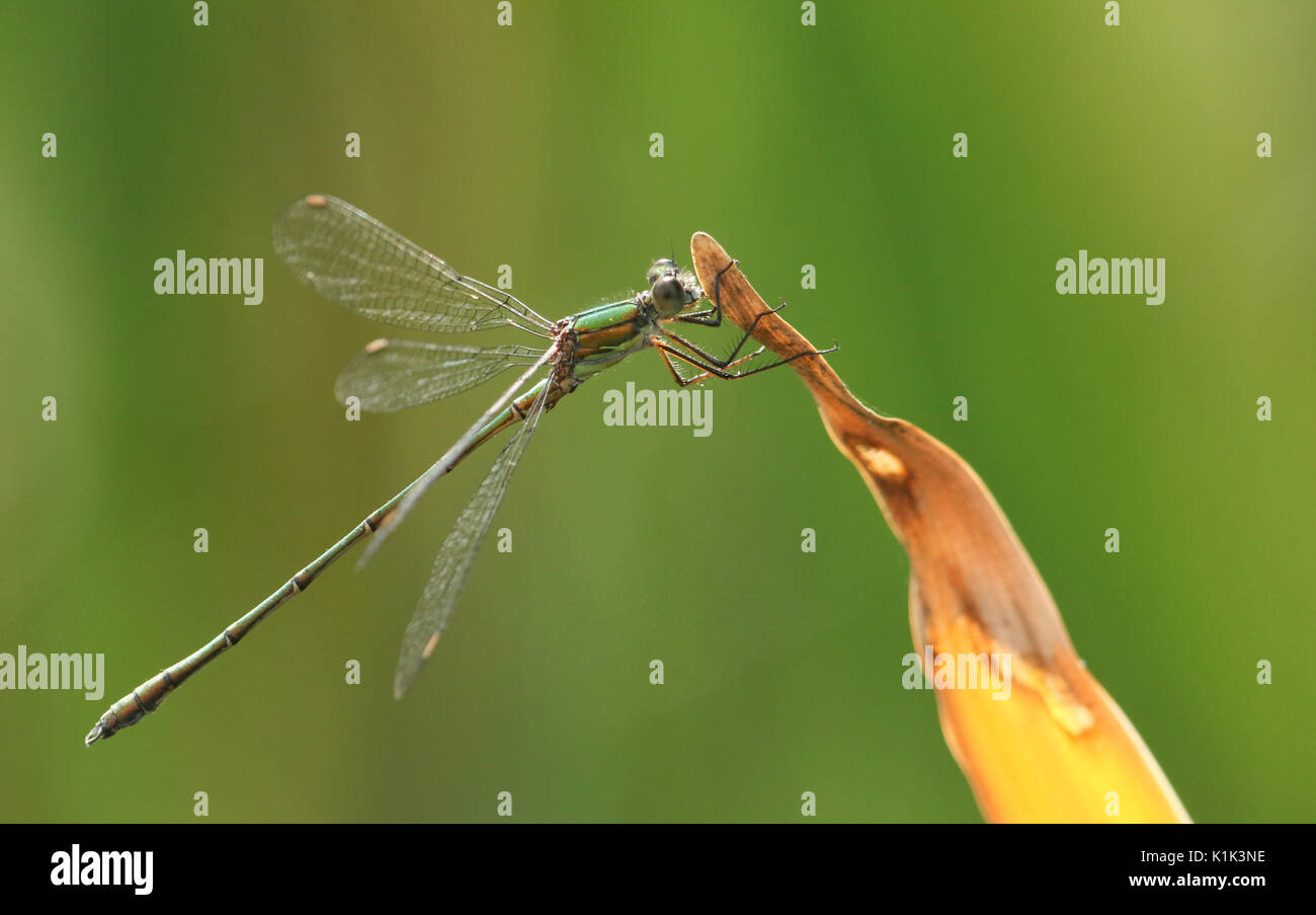 Une superbe demoiselle émeraude Willow rares (Chalcolestes viridis) perché sur un roseau. Banque D'Images