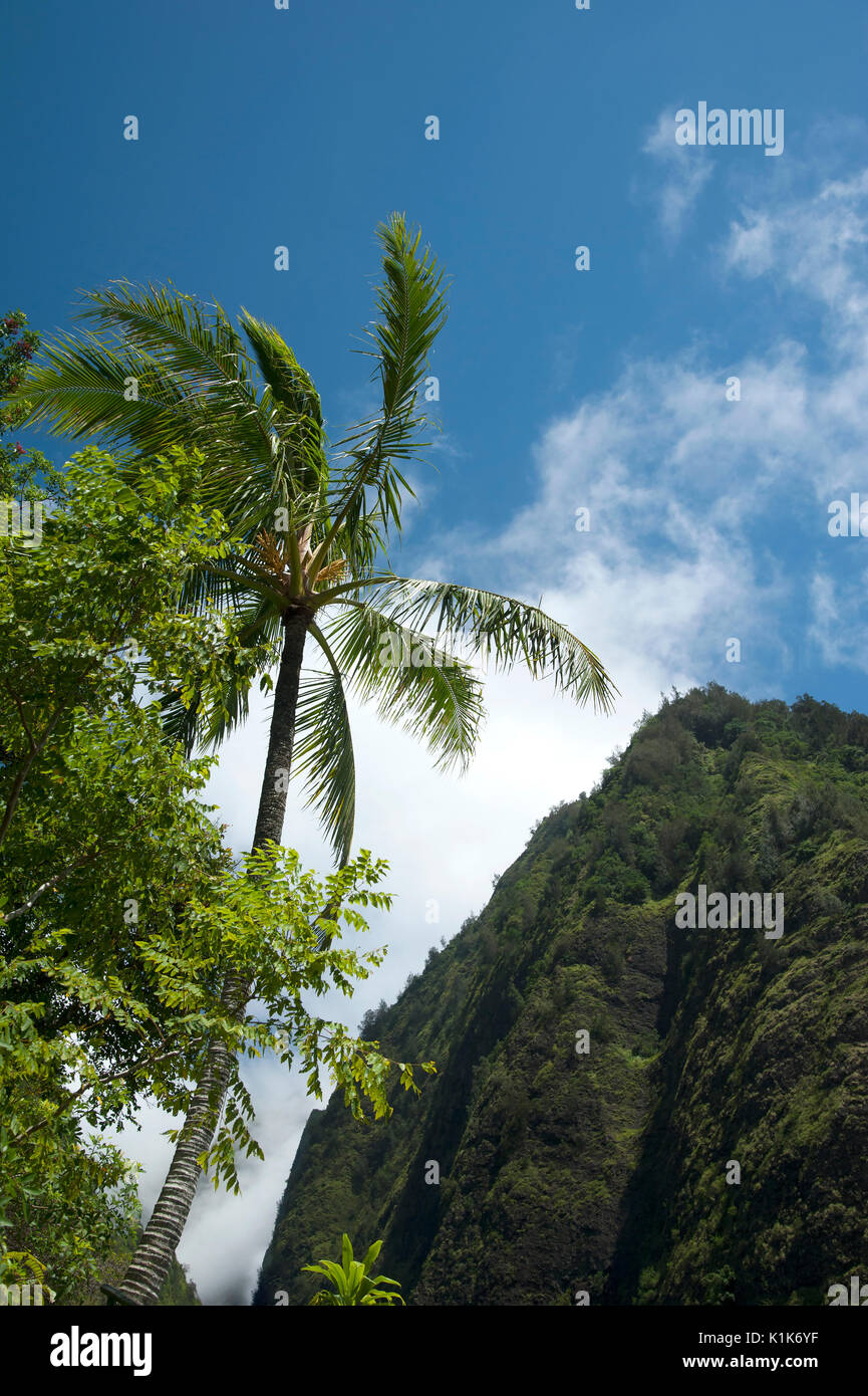 Palmier ondule dans la brise dans l'IAO Valley dans les montagnes de l'Ouest de Maui. Banque D'Images