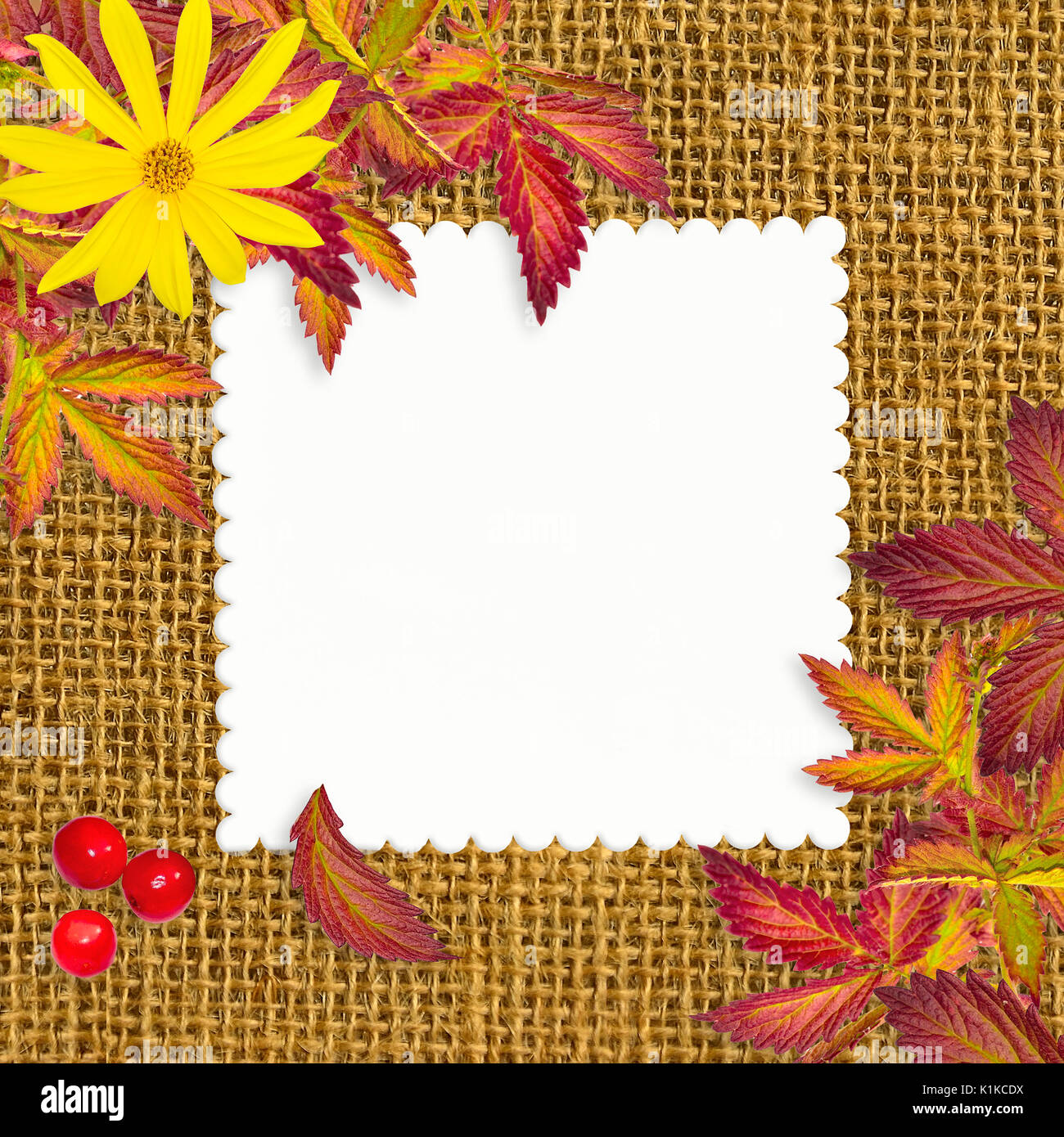 Grunge sacs automne fond blanc avec feuille de papier blanc, feuilles colorées, jaune,rouge et fleurs baies rowan. Toile de fond de carte de souhaits t Banque D'Images