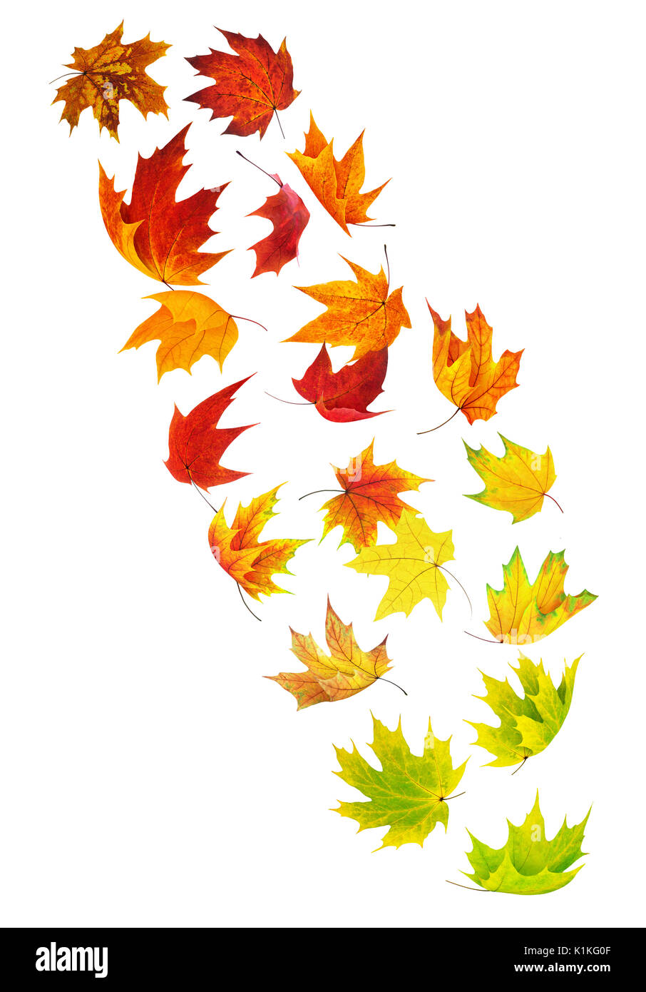 La chute des feuilles isolées. Feuilles d'érable colorées dans l'air isolé sur fond blanc avec clipping path Banque D'Images