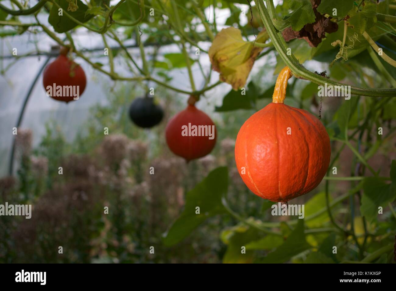 Les calebasses poussent sur des vignes dans un polytunnel Banque D'Images