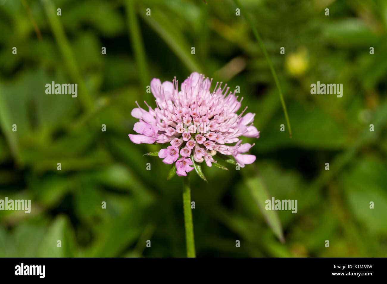 Field scabious (Knautia arvensis), la floraison, la Carinthie, le Tyrol, Autriche Banque D'Images