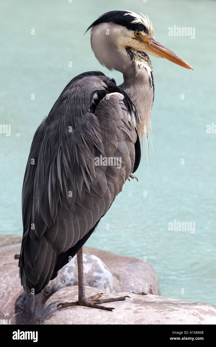 Héron cendré (Ardea cinerea), debout sur une jambe, Bade-Wurtemberg, Allemagne Banque D'Images