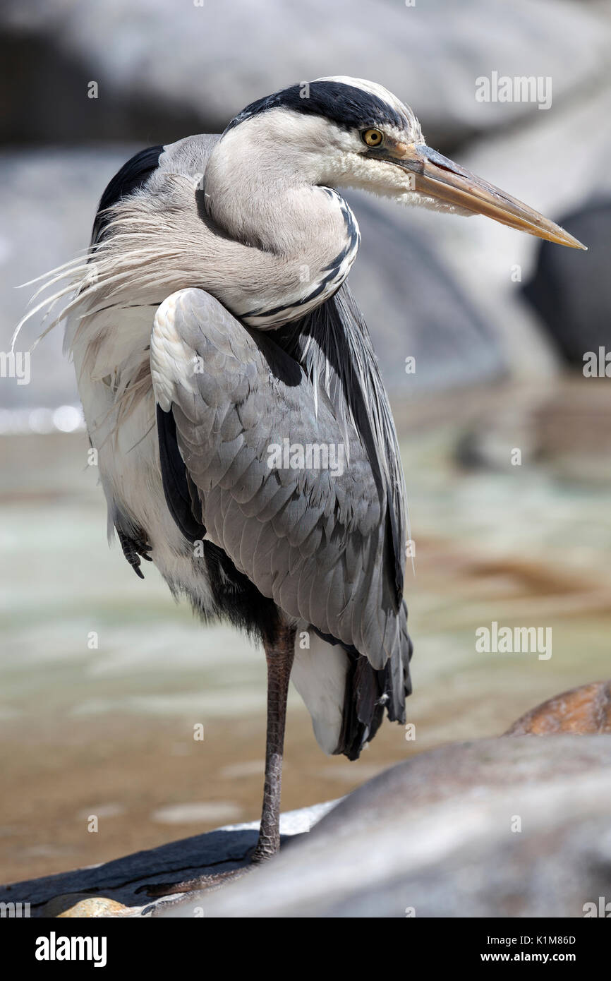 Héron cendré (Ardea cinerea), debout sur une jambe, Bade-Wurtemberg, Allemagne Banque D'Images