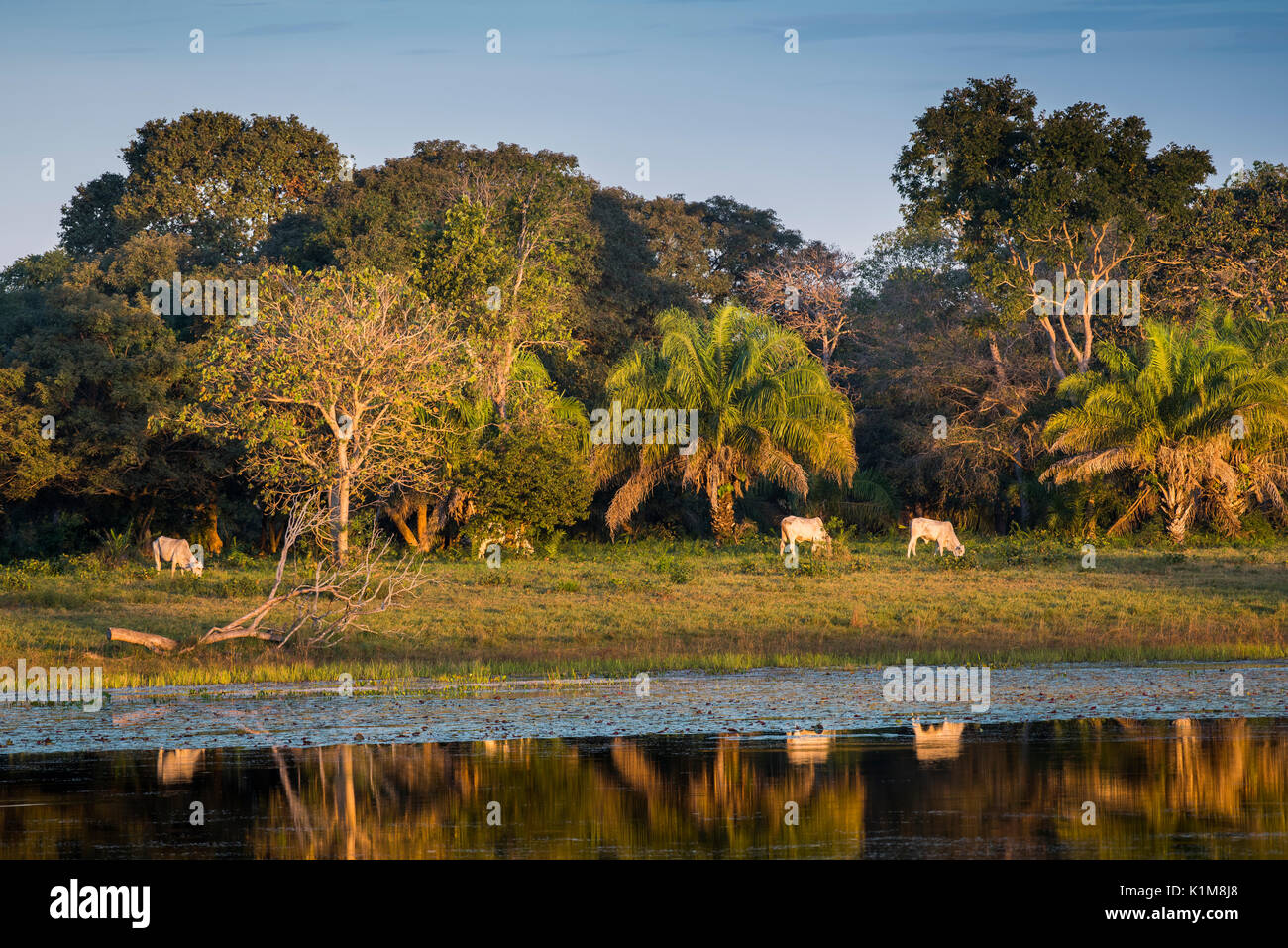 Paysage avec Nelore le bétail dans le sud du Pantanal, Fazenda Barranco Alto, Pantanal, Mato Grosso do Sul, Brésil Banque D'Images