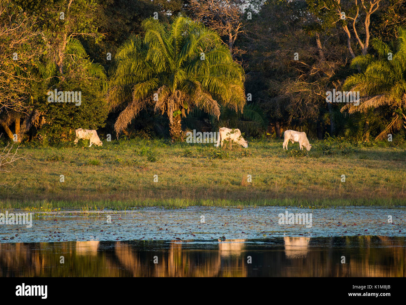 Paysage avec Nelore le bétail dans le sud du Pantanal, Fazenda Barranco Alto, Pantanal, Mato Grosso do Sul, Brésil Banque D'Images