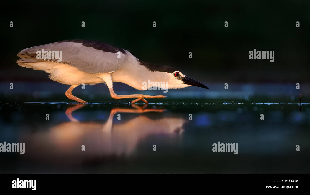 Bihoreau gris (Nycticorax nycticorax), la recherche de nourriture la nuit, le Parc National Kiskunság, Hongrie Banque D'Images