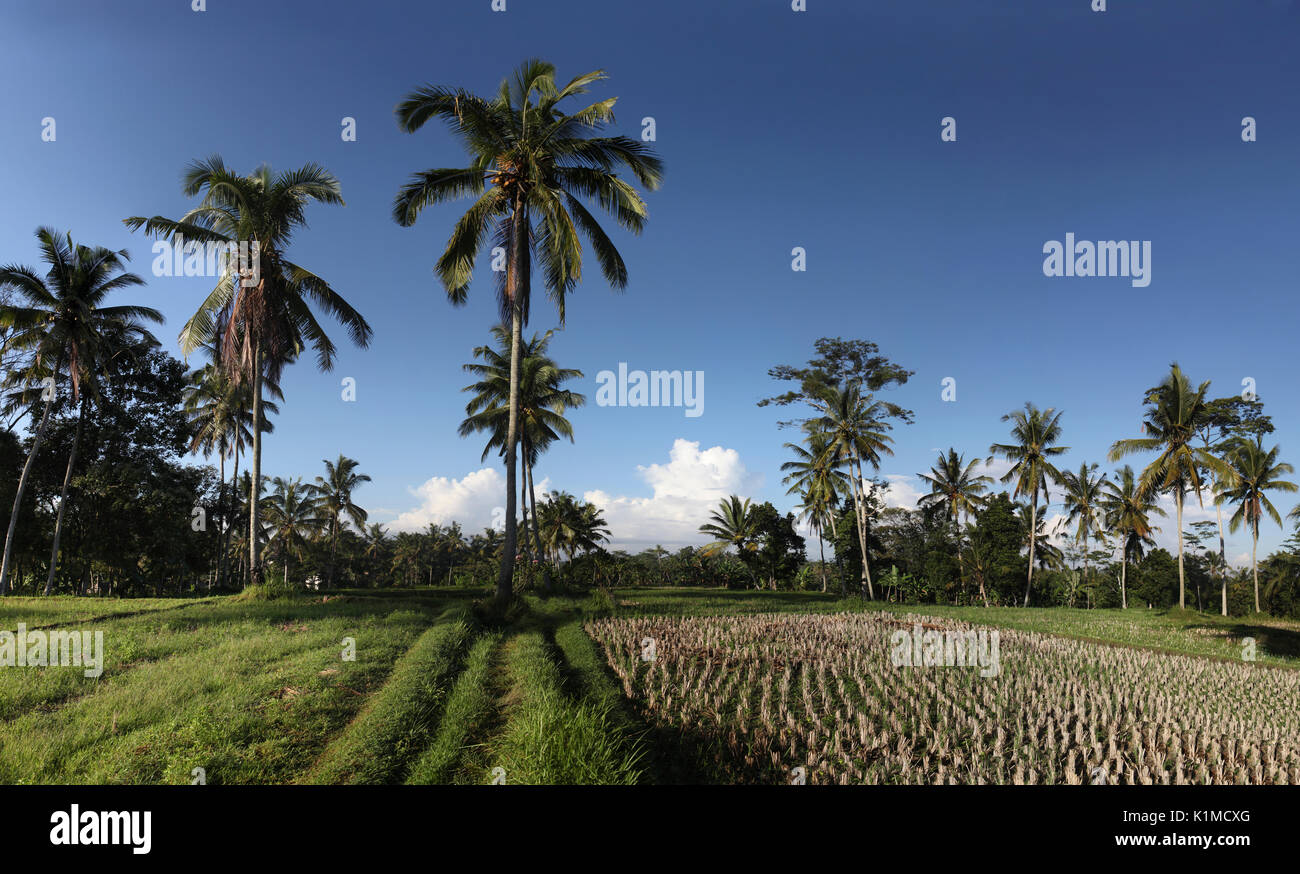 De rizières et de palmiers, l'île de Bali Banque D'Images