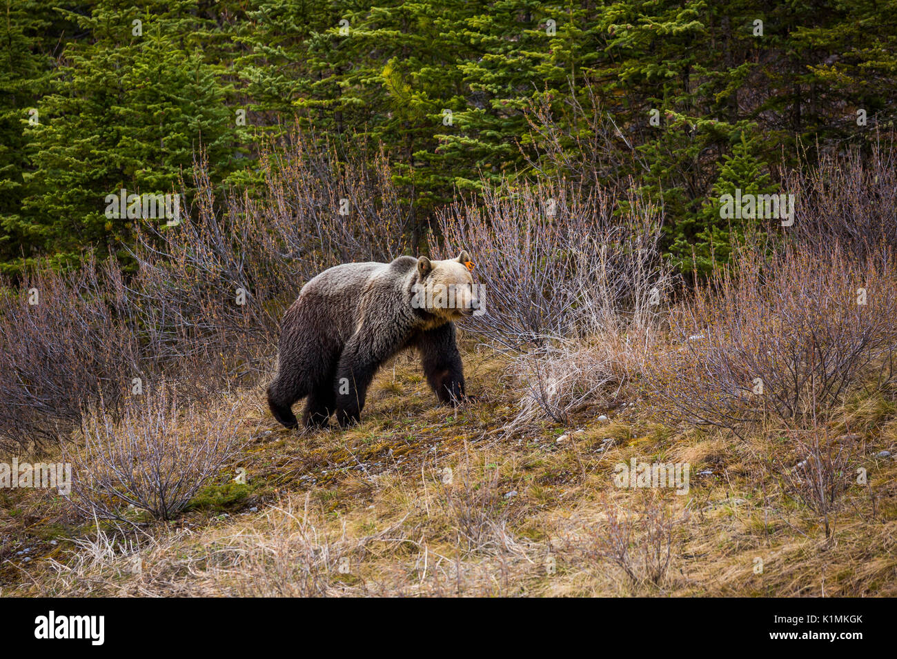 Un grizzli adultes promenades autour de la zone de l'opale de Kananaskis en Alberta, Canada. Banque D'Images