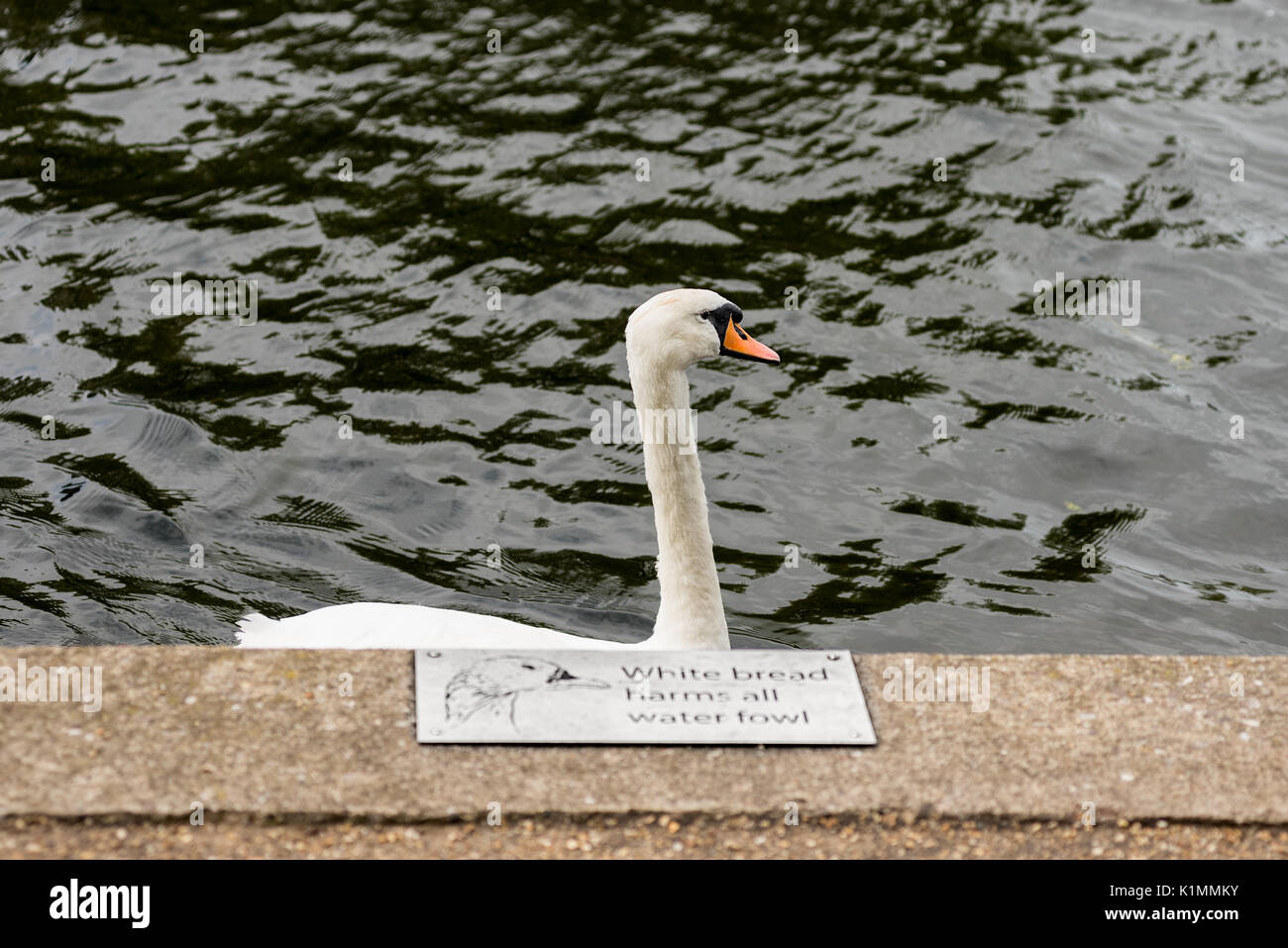 Cygne muet adultes natation passé un pain blanc fait du tort à tous les oiseaux de l'eau panneau d'avertissement le long de la rivière Avon, Stratford sur Avon. Banque D'Images