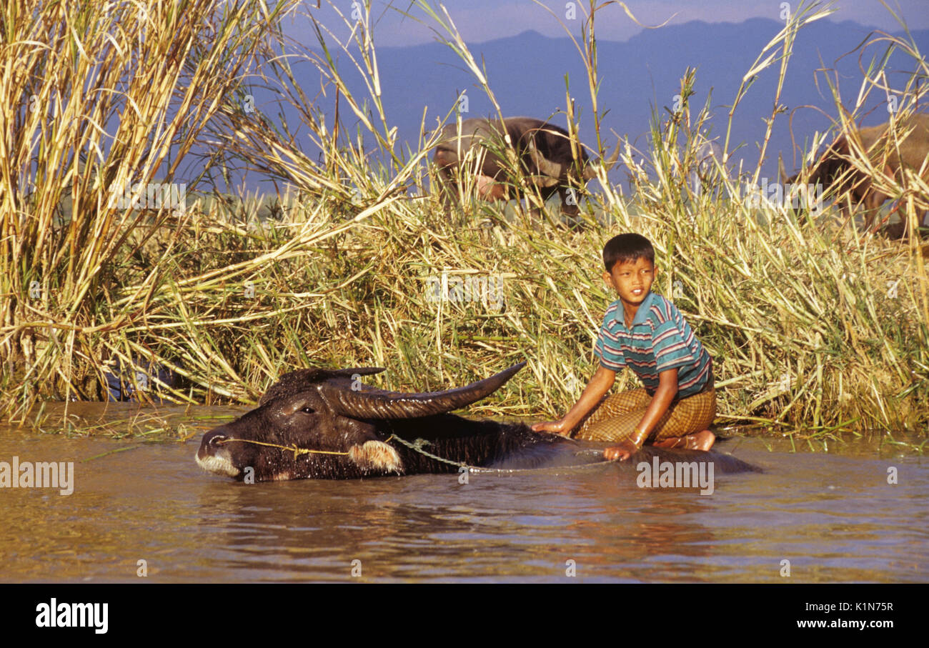 L'eau de lavage dans la région de Buffalo Boy (Inlay) Inle Lake, la Birmanie (Myanmar) Banque D'Images