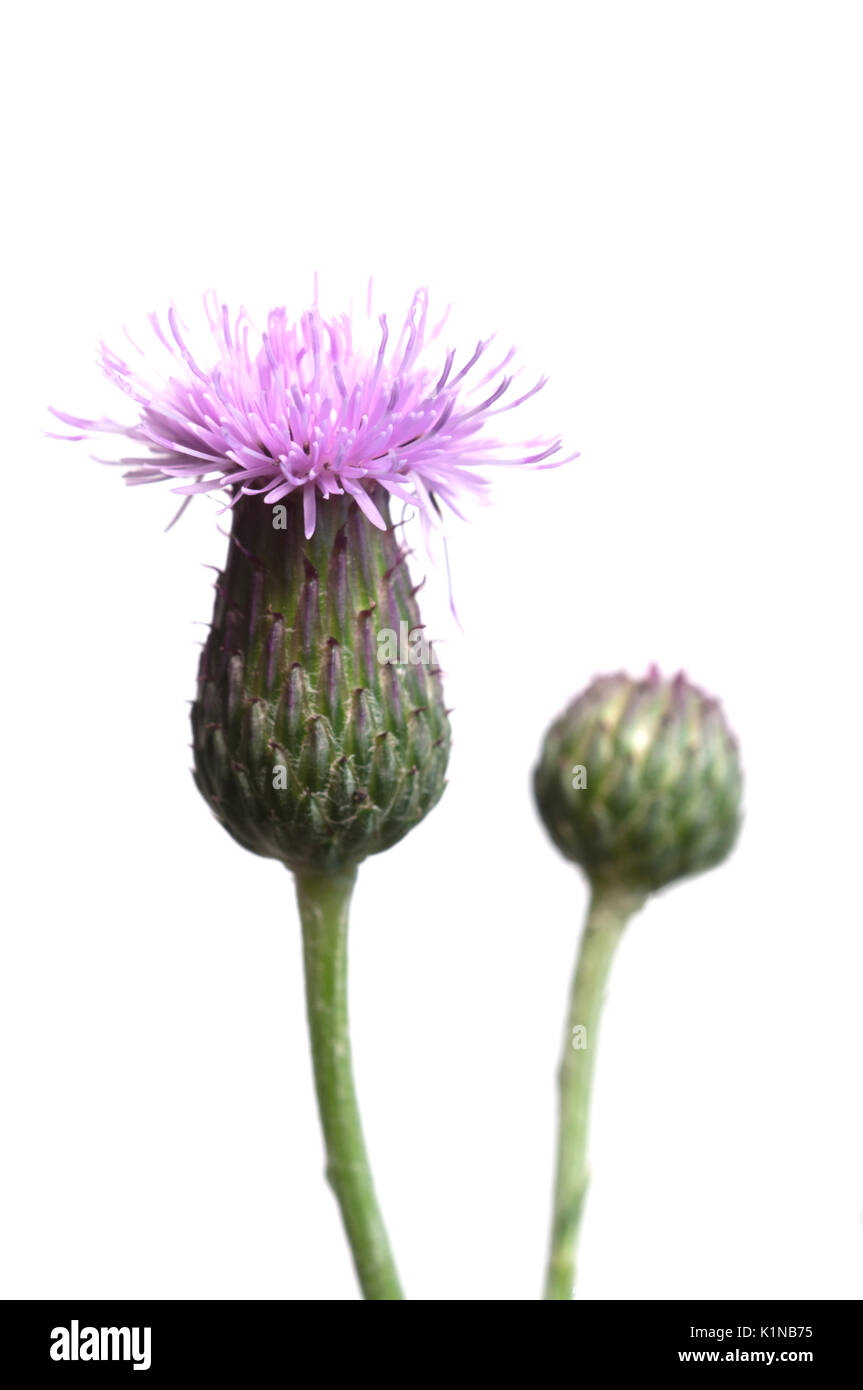 Cirsium arvense (chardon) flower isolated on white Banque D'Images