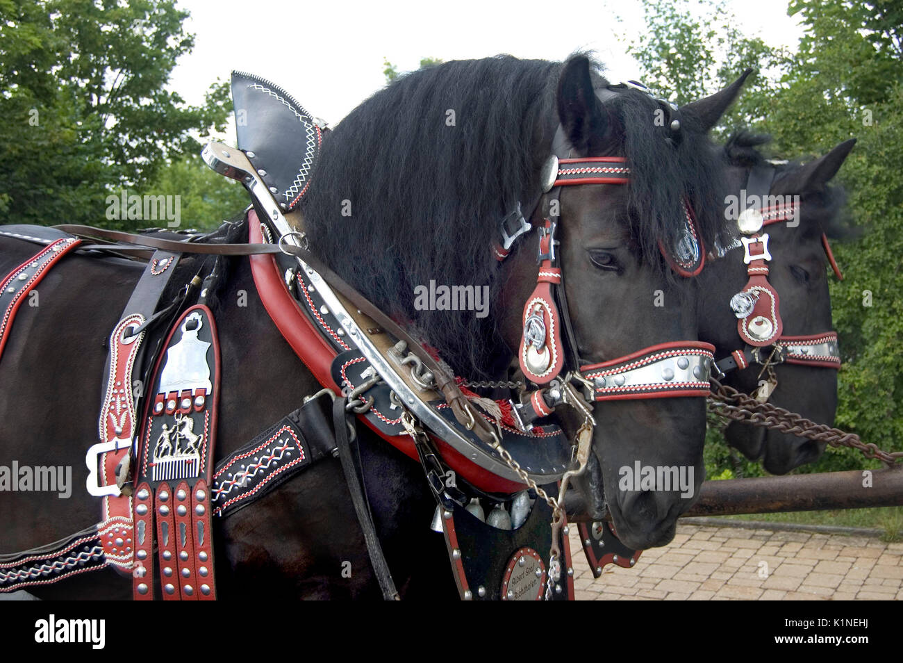 Poppenricht, Bavière, Allemagne - le 4 juillet 2009 : chevaux de trait Percheron administré par Albert Graf se préparent à participer à une fête du village. Banque D'Images