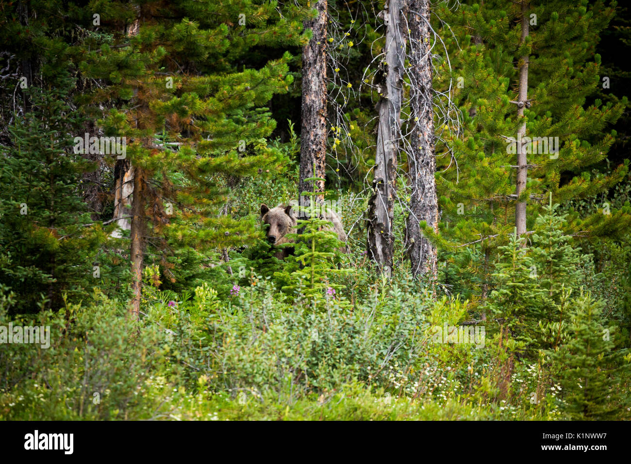 L'ours se nourrit de petits fruits mûrs buffalo à Kananaskis, Alberta, Canada. Banque D'Images