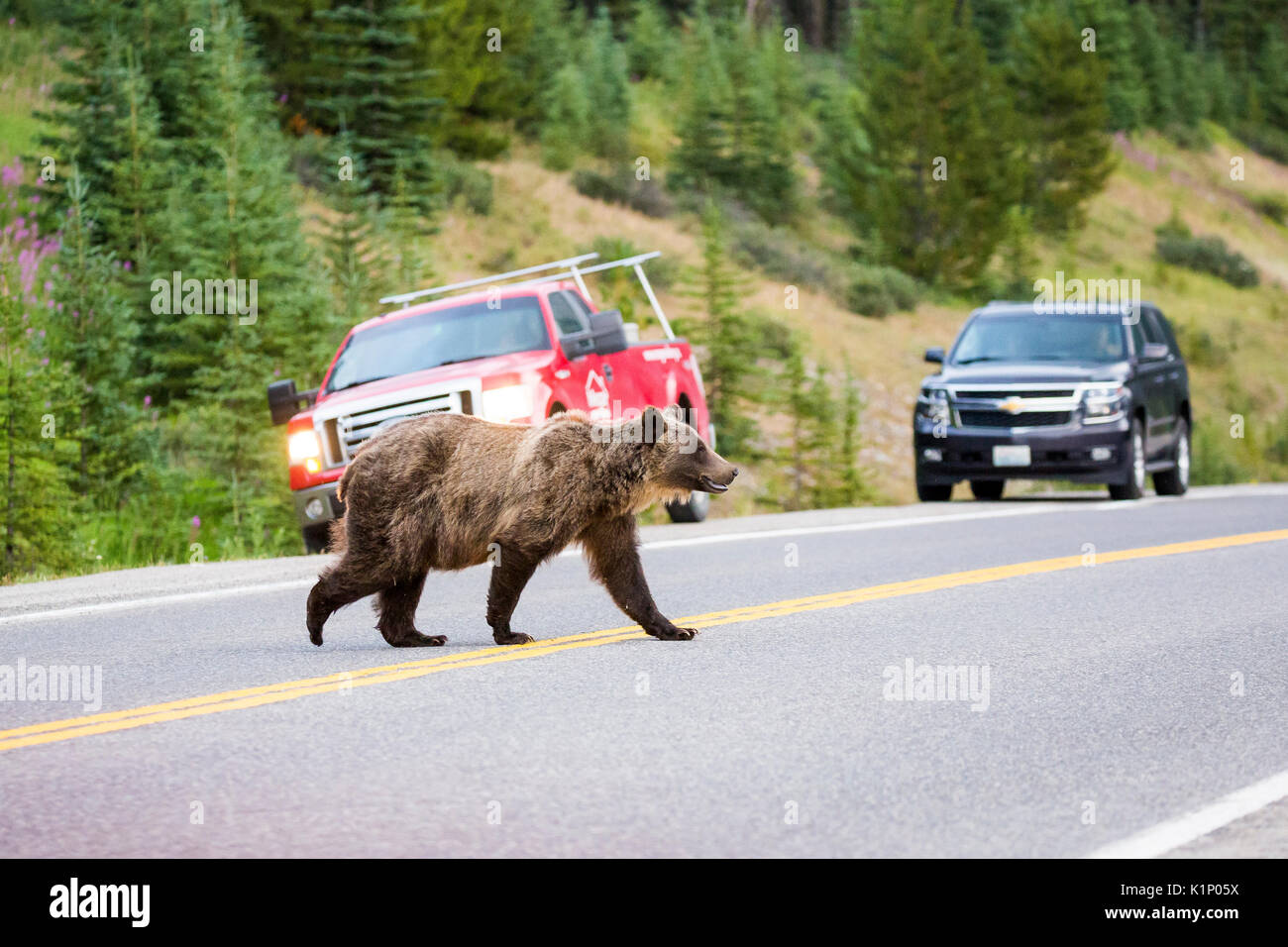 Un grizzly traverse l'autoroute 40 près de la rivière Highwood Pass dans la région de Kananaskis, Alberta, Canada. Banque D'Images