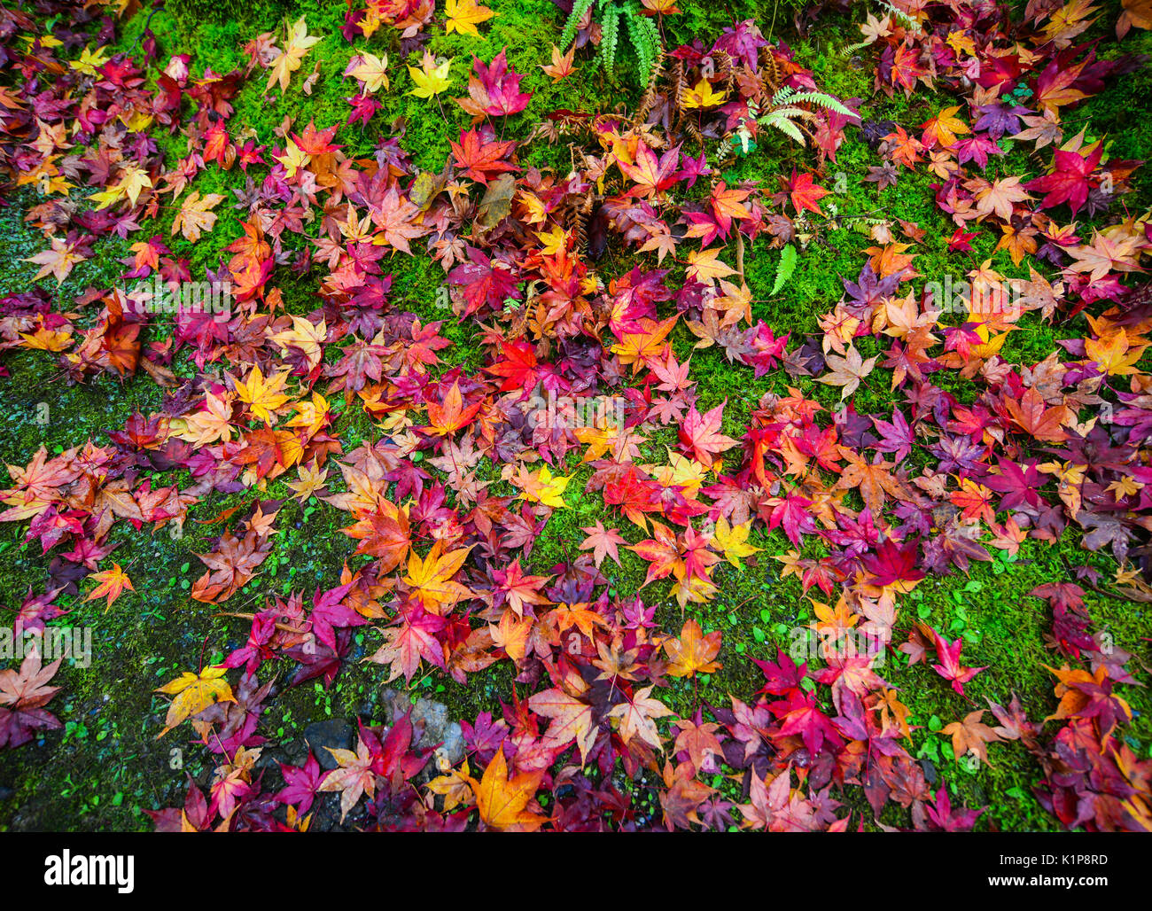 Feuilles d'érable sur l'herbe à journée ensoleillée à l'automne Banque D'Images