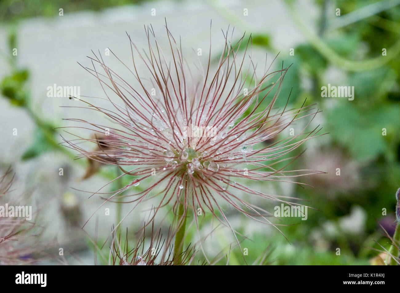 Graines de plumes d'une tête pasque flower Banque D'Images