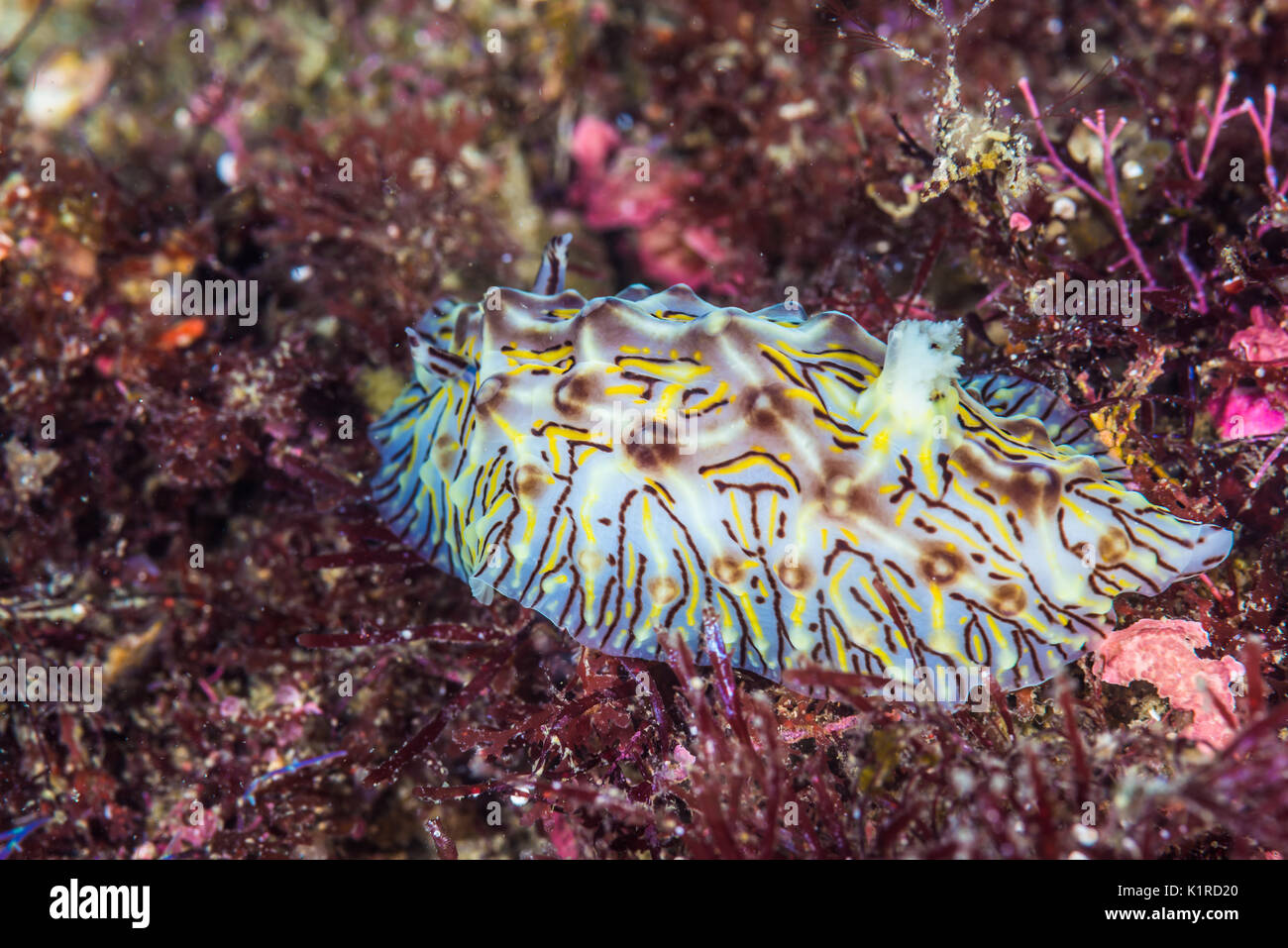 Nudibranche (Halgerda okinawa Carlson et Hoff, 2000), gros plan Banque D'Images