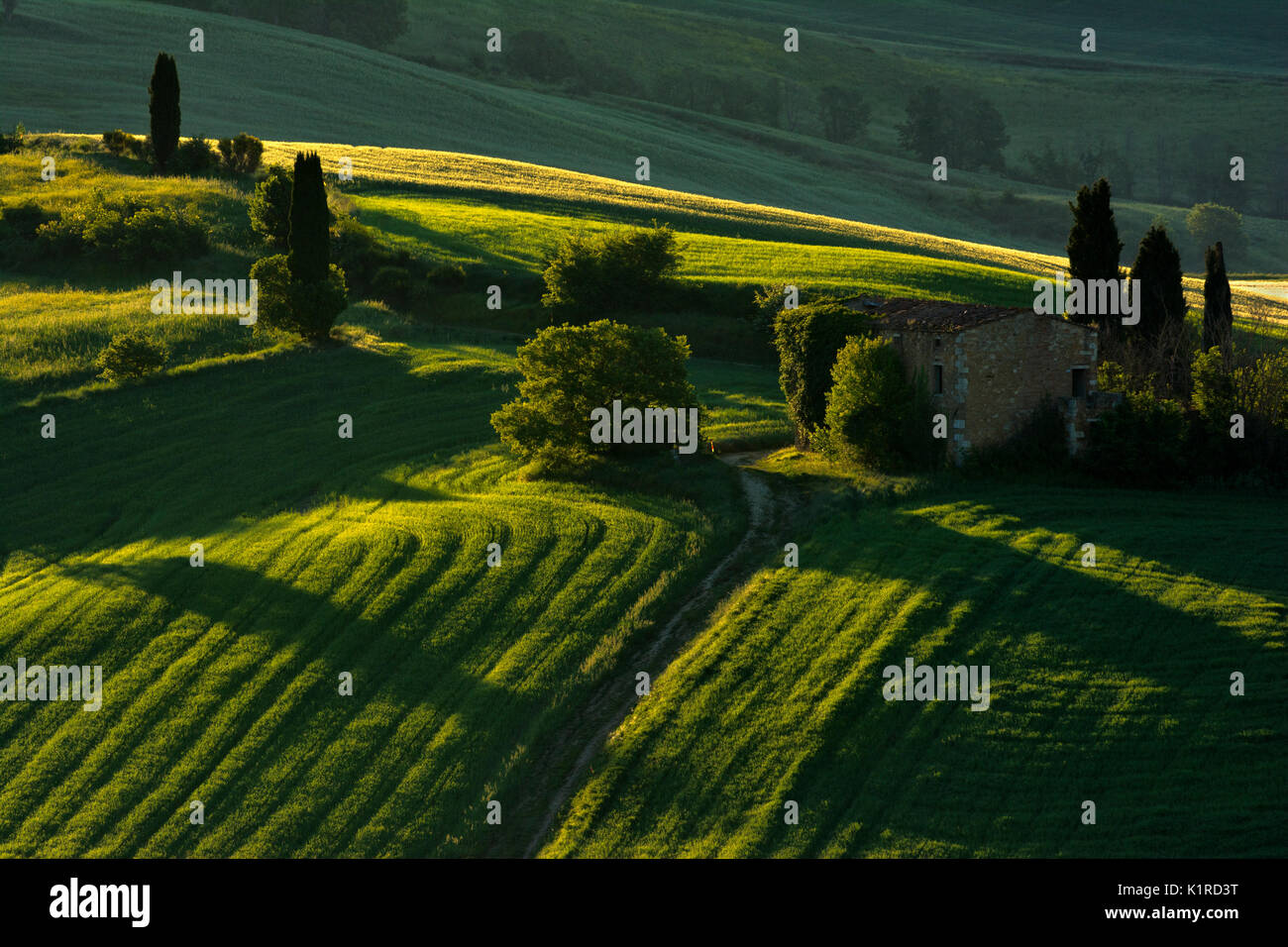 Détails vert, Toscane, Val d'Orcia, Italie Banque D'Images