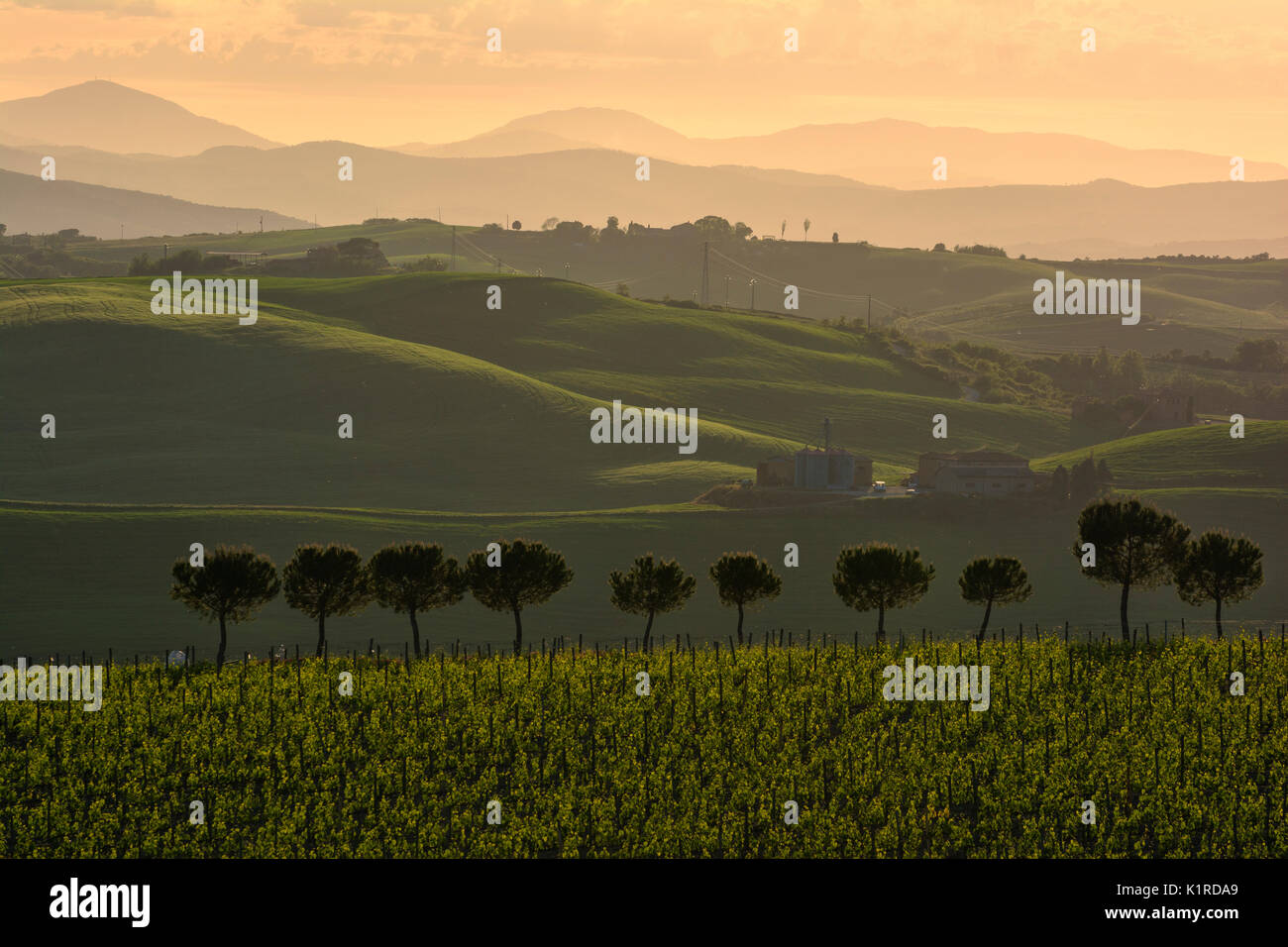 Val d'Orcia au coucher du soleil, San Quirico d'Orcia, Toscane, Italie Banque D'Images