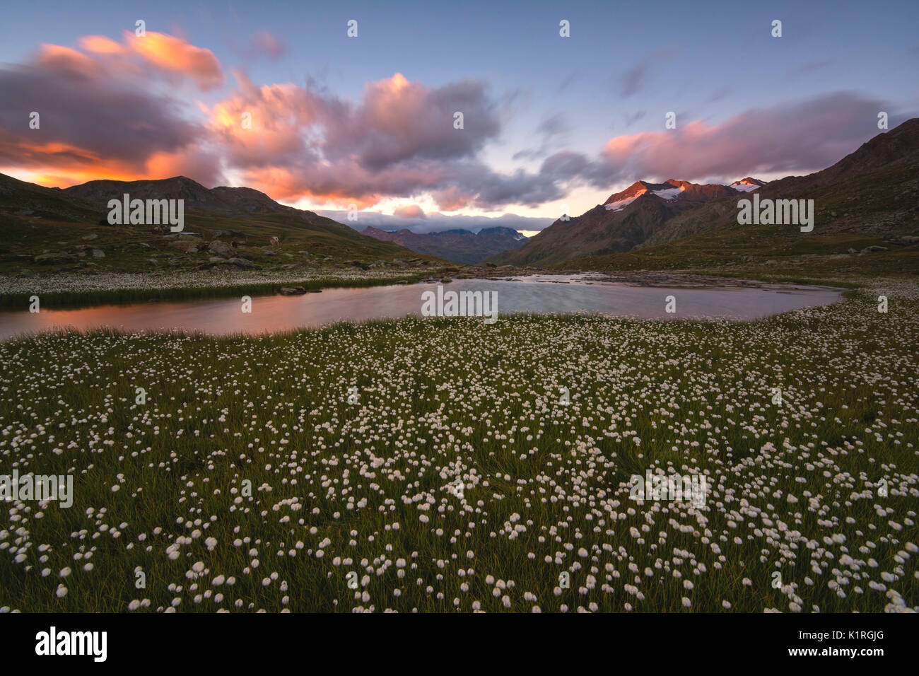 Blooming dans Gavia pass, province de Brescia, Lombardie, Italie, district de l'Europe. Banque D'Images