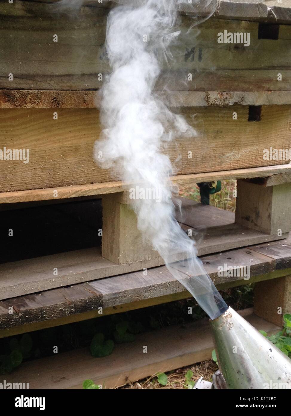 Bee fumeur avec la fumée sortir Banque D'Images