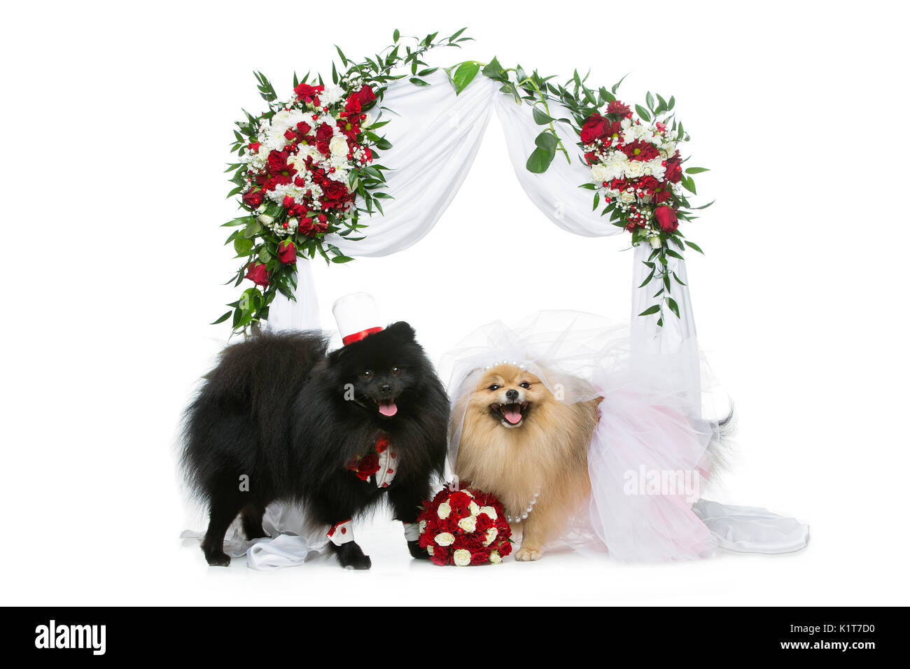 Spitz magnifique wedding couple assis sous l'arche de fleurs isolé sur fond blanc. chien mariée en jupe et voile. marié en costume et chapeau de soie heureux. Banque D'Images
