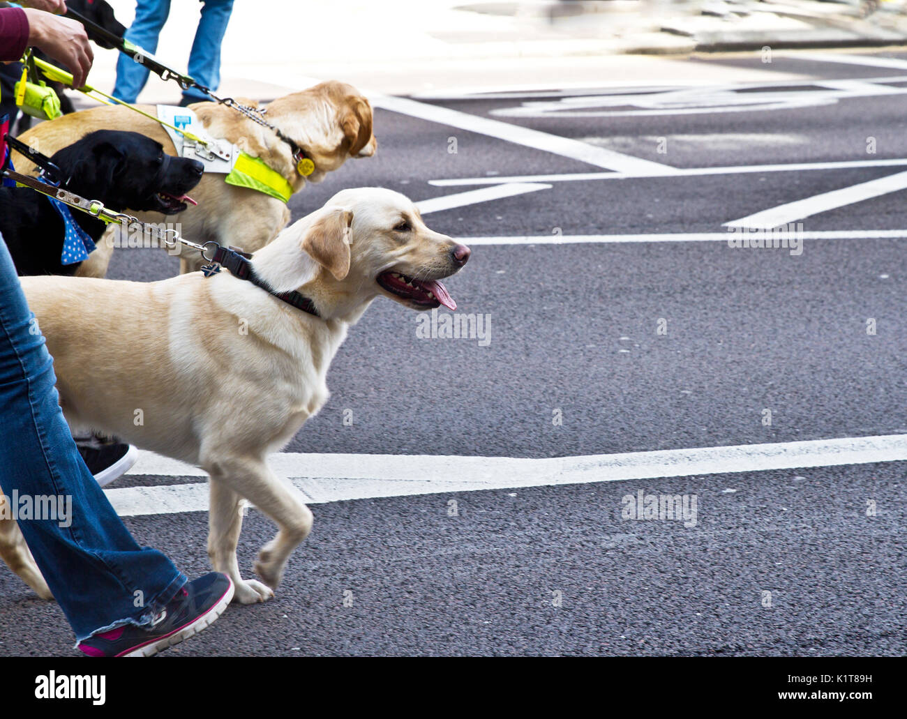 Les gens qui marchent avec les chiens Banque D'Images