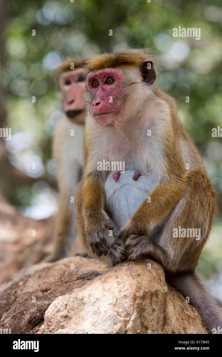 Deux Toque macaque monkies s'asseoir sur une branche au parc national de Yala, au Sri Lanka. Banque D'Images