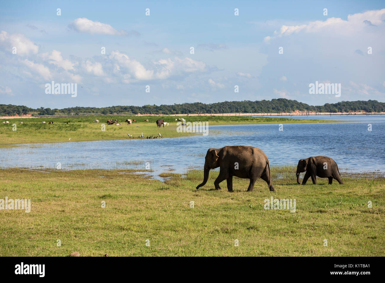 Les éléphants d'Asie Profitez des espaces ouverts de la Parc National de Kaudulla en fin d'après-midi la lumière. Banque D'Images