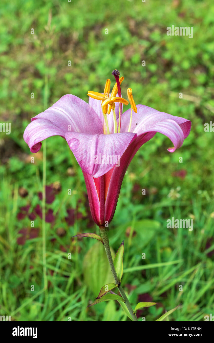 Pistils Jaunes Photos Pistils Jaunes Images Alamy