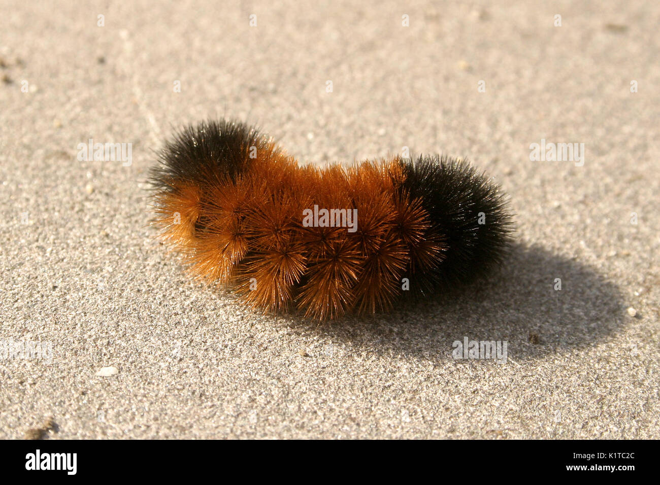 La chenille de l'ours laineux à bandes, Pyrharctia Isabella Banque D'Images